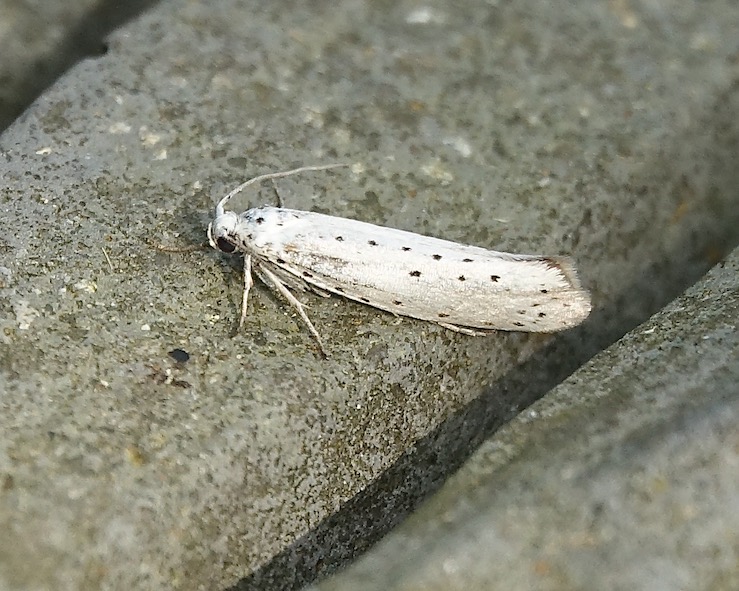 willow ermine